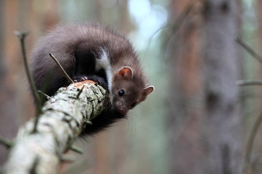 Playing young Marten beech, lat. Martes foina on the broken tree.  Also known as Stone marten or White breasted  marten.