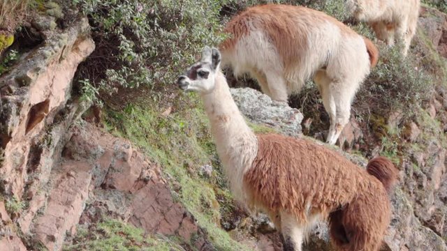 Llamas eating plants on mountains, animals grazing on hill - Cusco, Peru
