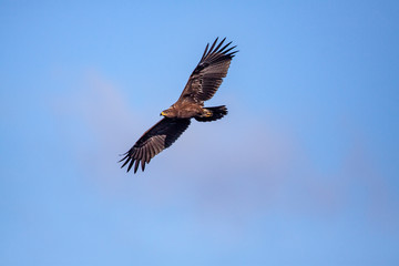 Lesser spotted eagle (Clanga pomarina) is a bird of natural life.