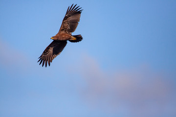 Lesser spotted eagle (Clanga pomarina) is a bird of natural life.