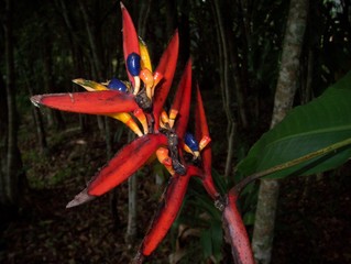 flor ave del paraiso