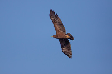 Lesser spotted eagle (Clanga pomarina) is a bird of natural life.