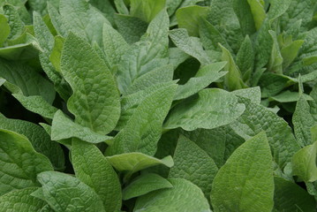 Plant background of the large, pointed leaves