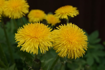 Yellow dandelions close-up on a blurry background