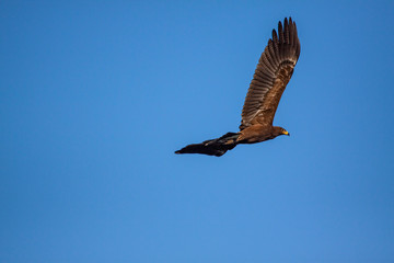 Lesser spotted eagle (Clanga pomarina) is a bird of natural life.