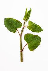 Polygonum cuspidatum plant on a white background