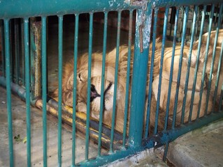 lion in cage