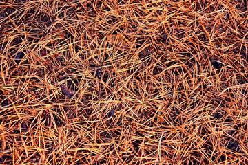 dry needles of a pine