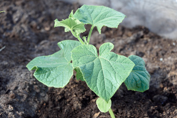 Green leaves planted zucchini in the garden.