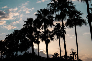 The sunset behind the silhouettes of palm trees for a vacation summer background.