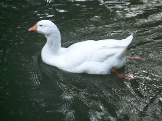 white duck in the water