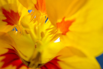 Fototapeta na wymiar yellow tulip closeup