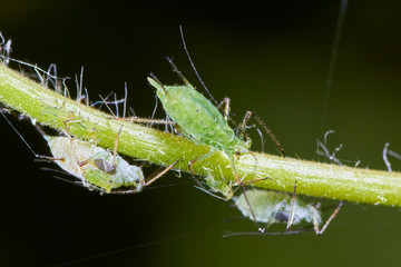 Puceron,Macrosiphum