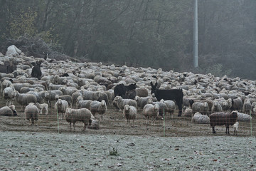 Un gregge di pecore e alcuni asini in un prato.