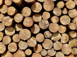 holz, baum, baumstamm, bauholz, brennholz, stapel, cut, anhäufen, beschaffenheit, wald, natur,...