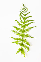 Forest fern leaf on a white background