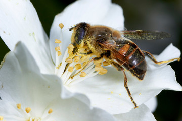 Abeille