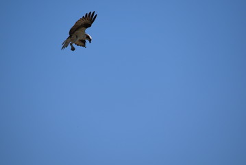 Osprey spots a target