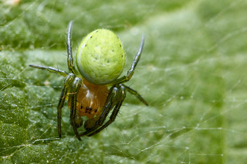  Araignée courge ou Épeire concombre.