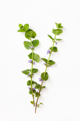 Hederacea Glechoma with purple flowers on a white background