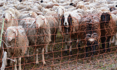 Gregge di pecore in un campo in una giornata d'inverno.