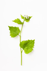 Garlic mustard, Alliaria petiolata flowering plant on white background