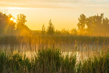 Reed along the edge of a misty lake below a blue yellow sky in sunlight at a yellow foggy sunrise in a spring morning
