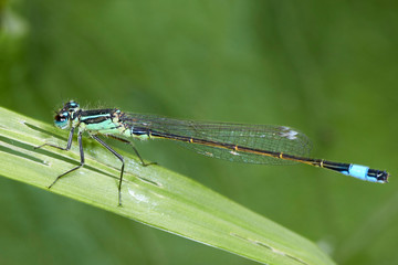 Libellule Bleue,Agrion mignon