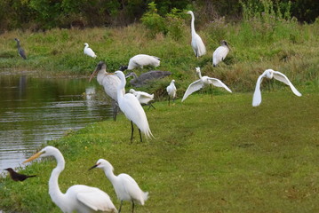 Egrets, wood stork and ibis