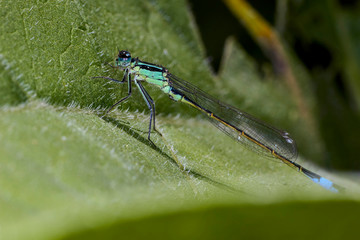 Libellule Bleue,Agrion mignon