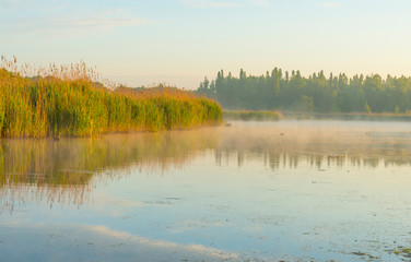 Reed along the edge of a misty lake below a blue yellow sky in sunlight at a yellow foggy sunrise in a spring morning