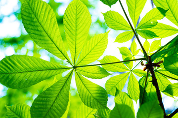 Fototapeta na wymiar Green leaves of chestnut in sunny day. Background for summer or spring season, green foliage, blue sky. Bottom view.