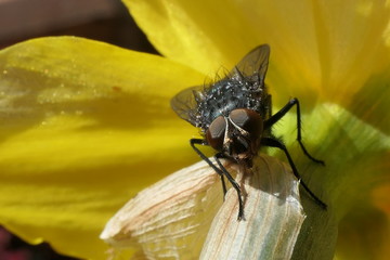 mouche sur fleur jaune