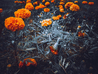 Fototapeta na wymiar orange flowers in the garden
