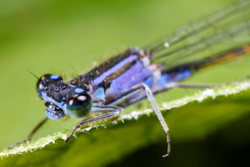 Libellule Bleue,Agrion mignon