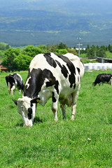 the green sweep of a pasture © Ultra Tama