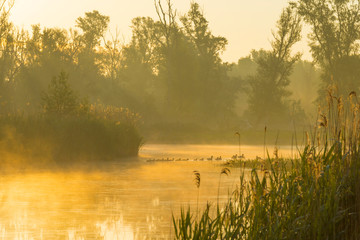 Fototapeta na wymiar Geese and goslings swimming along the edge of a misty lake below a yellow blue sky in sunlight at foggy sunrise in a spring morning