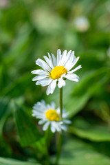 Close-up of a daisy in spring