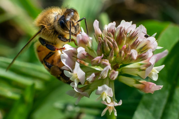 Closeup of a bee flying on flowers in spring