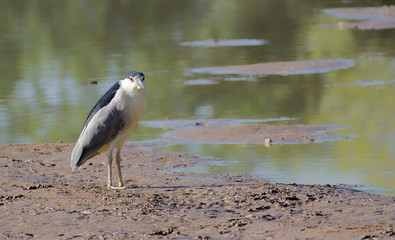 Vexed Heron…Where is the Water?