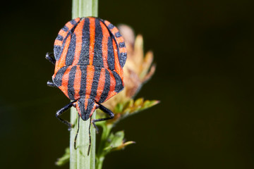 Punaise arlequin