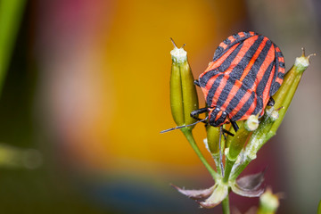 Punaise arlequin