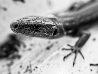 Black and white Lizard head