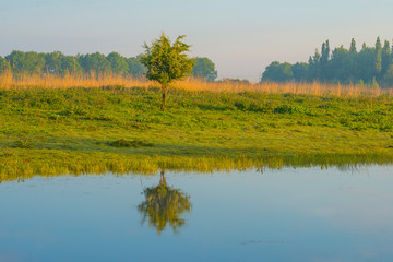 Fototapeta na wymiar Small tree in a green pasture reflecting in a lake below a blue cloudy sky in sunlight at a spring morning