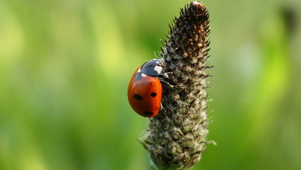 ladybug on plant