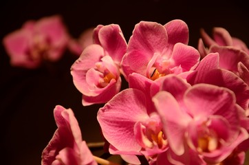 Obraz na płótnie Canvas Close-up Of Pink Flowers Against Black Background