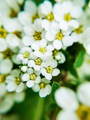 Small white blossom flowers - detailed picture for background or social media