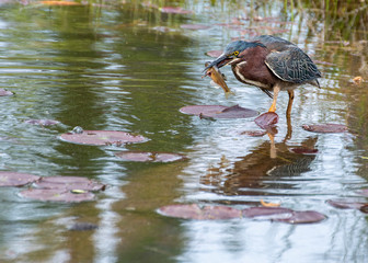 Little Green Heron