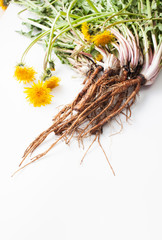 Young fresh dandelion roots on a white background