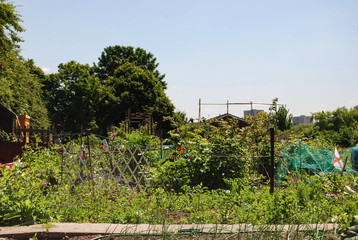 Grow your  own  food  allotment  wheel barrow  